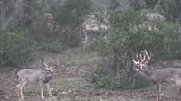 Facebook Hunting Video